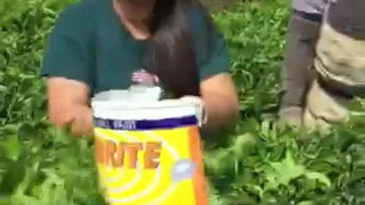 Me trying to cut tea leaves.